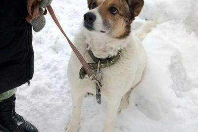 Собаку Белку, любящую людей, ищут дом в Заполярье