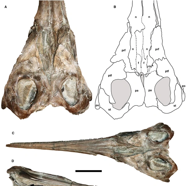 Источник: Papers in Paleontology