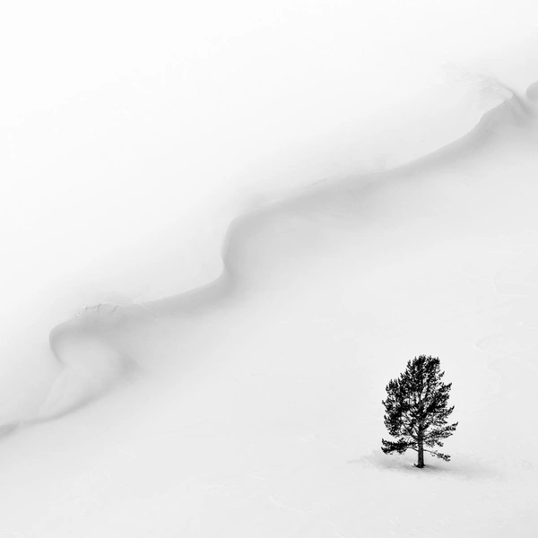 Финалист в номинации «Черно-белое фото» | Источник: Nicoletta Muscas / Nature Photographer of the Year 2016