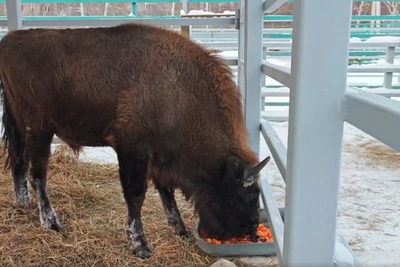 Зубр в Барнаульском зоопарке адаптировался и вырос