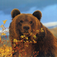 Аватарка Александра Сокол