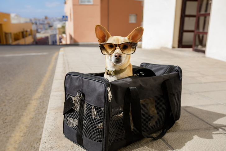 5 важных советов для тех, кто путешествует с животными
