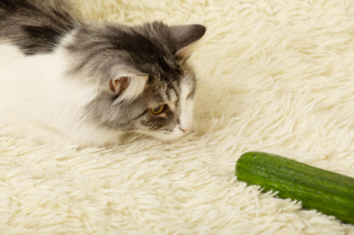 Почему кошки на самом деле так сильно боятся огурцов