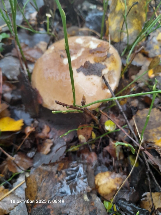 И даже белые | Источник: Марина Лабзина, Грибы Ярославской области / Vk.com