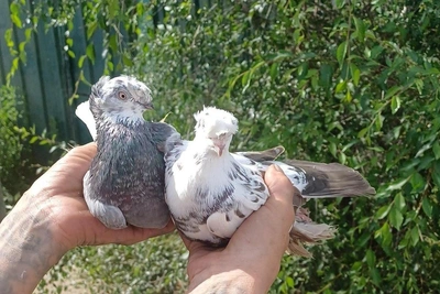 Chita Man's Pigeons Fly 600 km Home