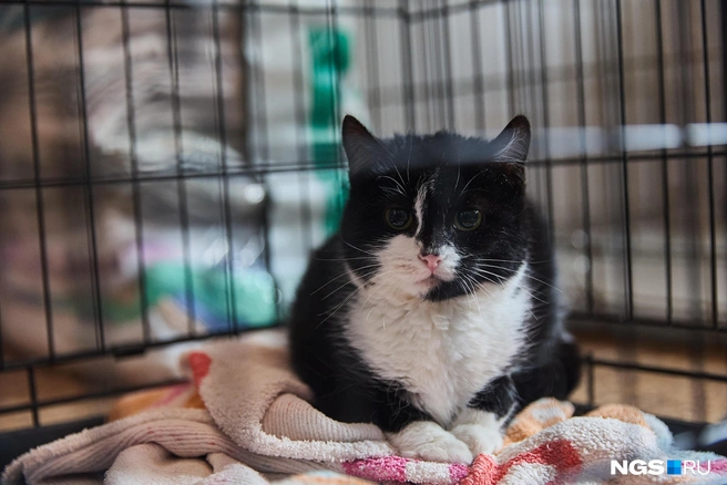 Этой кошке сделали остеосинтез локтевого сустава | Источник: Александр Ощепков / NGS.RU