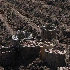В прошлом году в Кузбассе было собрано более 300 тонн картофеля | Источник: www.city-n.ru