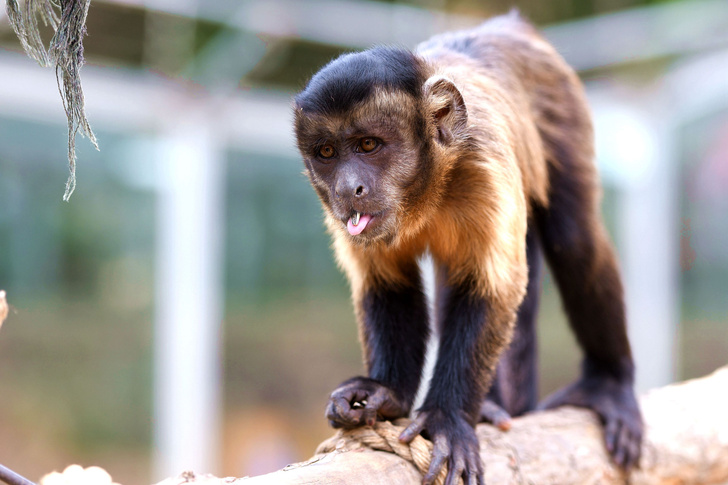 Можно ли заразиться оспой обезьян в России, объяснила врач