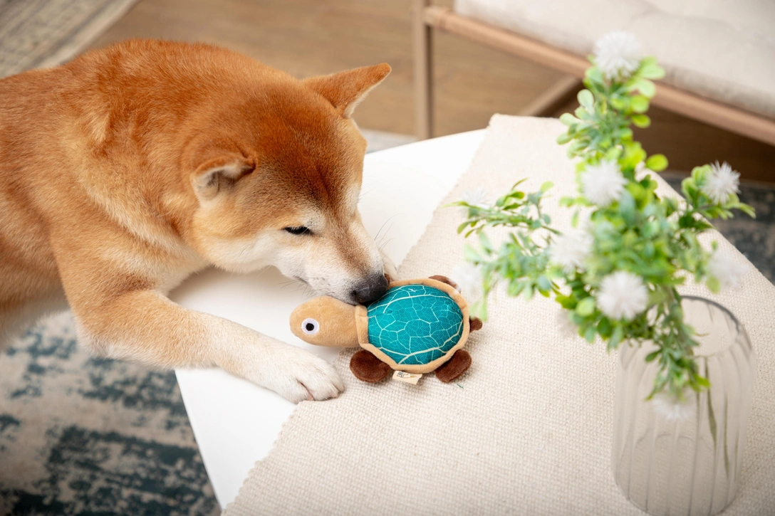 Аксессуары для питомцев из переработанного пластика от Triol | Источник: Triol