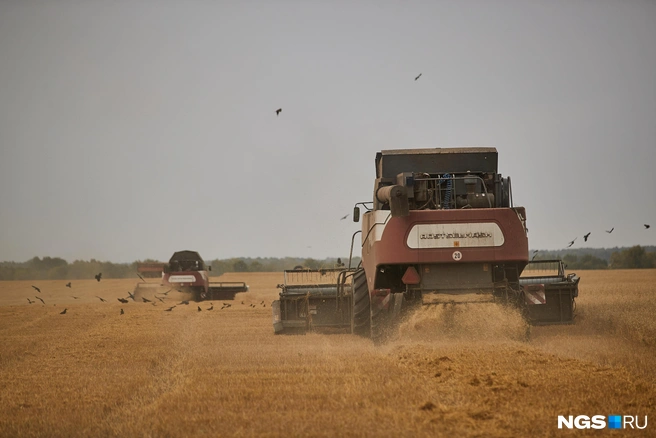 Андрей Травников оценил состояние рынка зерновых культур | Источник: Александр Ощепков / NGS.RU