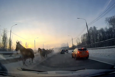 Лошади выбежали на встречную полосу в Рязани