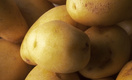 Россельхознадзор вводит запрет на поставку в РФ картофеля из Египта