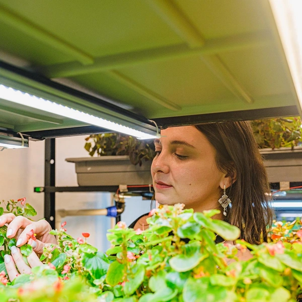 А так выглядят цветы бегонии | Источник: Тимофей Калмаков / 59.RU