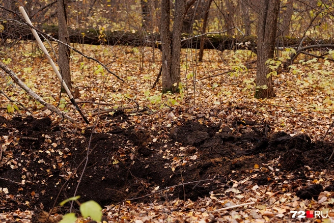 Источник: Ирина Шарова / 72.RU