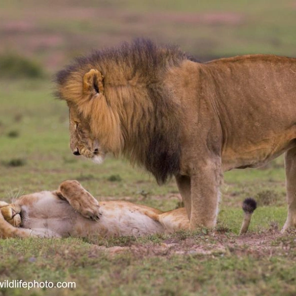 Источник: Comedy Wildlife Photography Awards