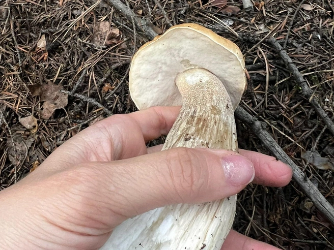 Первые белые грибы заметили в Невьянском районе | Источник: Александра Шурыгина / «Уральский ЯжеГРИБНИК»