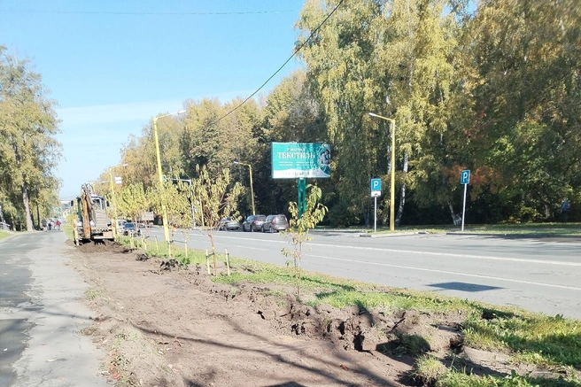 Деревья высадили этим летом | Источник: Михаил Н., «Сообщество Академгородка | Новосибирск» / «ВКонтакте»
