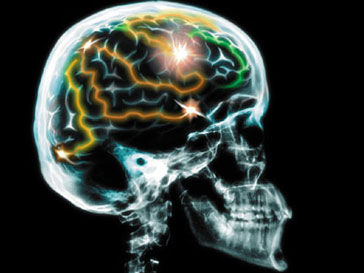 Миндалевидное тело в головном мозге влияет на социальную жизнь человека