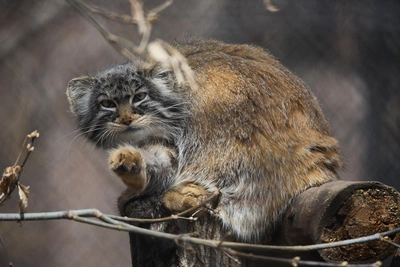 Манулы Новосибирского зоопарка: линька, диета и очаровательные мордочки