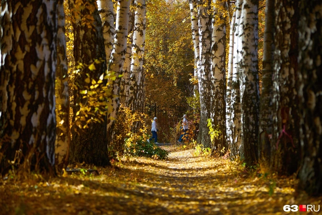 Лесной фонд — это совокупность всех лесов и земель, предназначенных для их выращивания, охраны и использования. Он включает лесные участки, дороги, просеки и другие объекты лесного хозяйства | Источник: Роман Данилкин / 63.RU