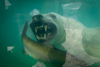 Праздничный обед устроили белым медведям в Екатеринбурге