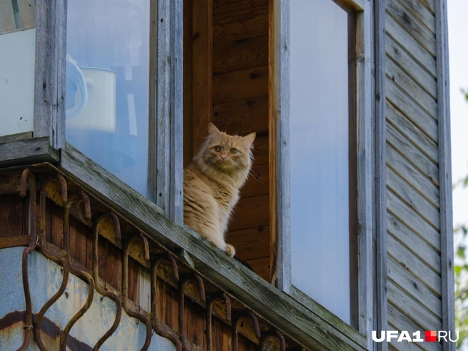За нашей беседой внимательно наблюдали | Источник: Булат Салихов / UFA1.RU