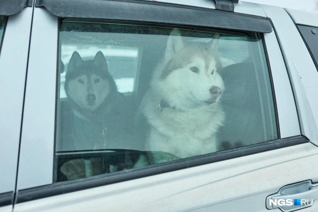 Забег проходит каждый год | Источник: Александр Ощепков / NGS.RU