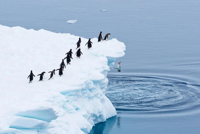 Источник: Martin Schmid / Nikon Comedy Wildlife Awards 2025