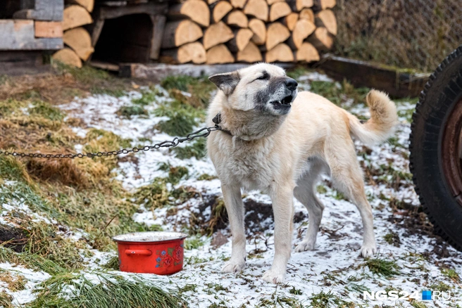 Все под контролем | Источник: Мария Ленц / NGS24.RU