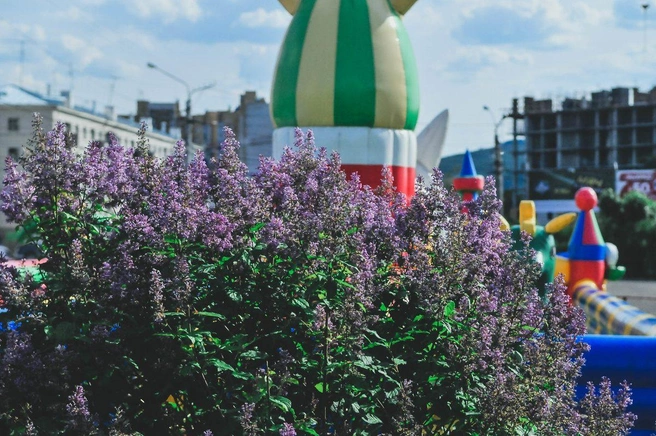 Источник: CHITA.RU
