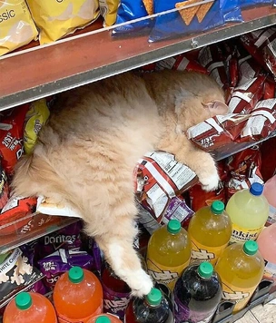 Самые смешные фото котов за ноябрь 2025 года