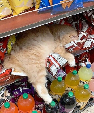 Самые смешные фото котов за ноябрь 2025 года