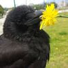 userpic__каракатица👾