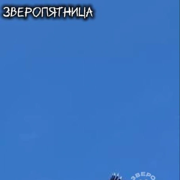 Пернатый беглец продолжает экскурсию по Петербургу. Ленинградский зоопарк ищет птицу-носорога с фруктами и песнями | Источник: ЗвероПятница