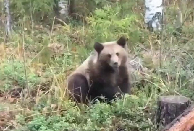 В Карелии медведица попала в капкан, освободители сняли ее на видео | Источник: Официальный телеграм-канал главы Республики Карелии