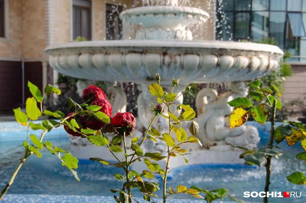 В начале декабря в Сочи всё еще цветут розы | Источник: Оксана Витязь / SOCHI1.RU