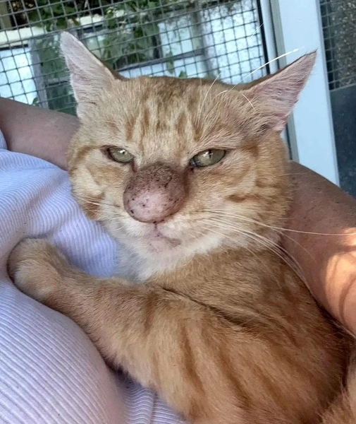 Источник: Rescue Cats Northern Ireland