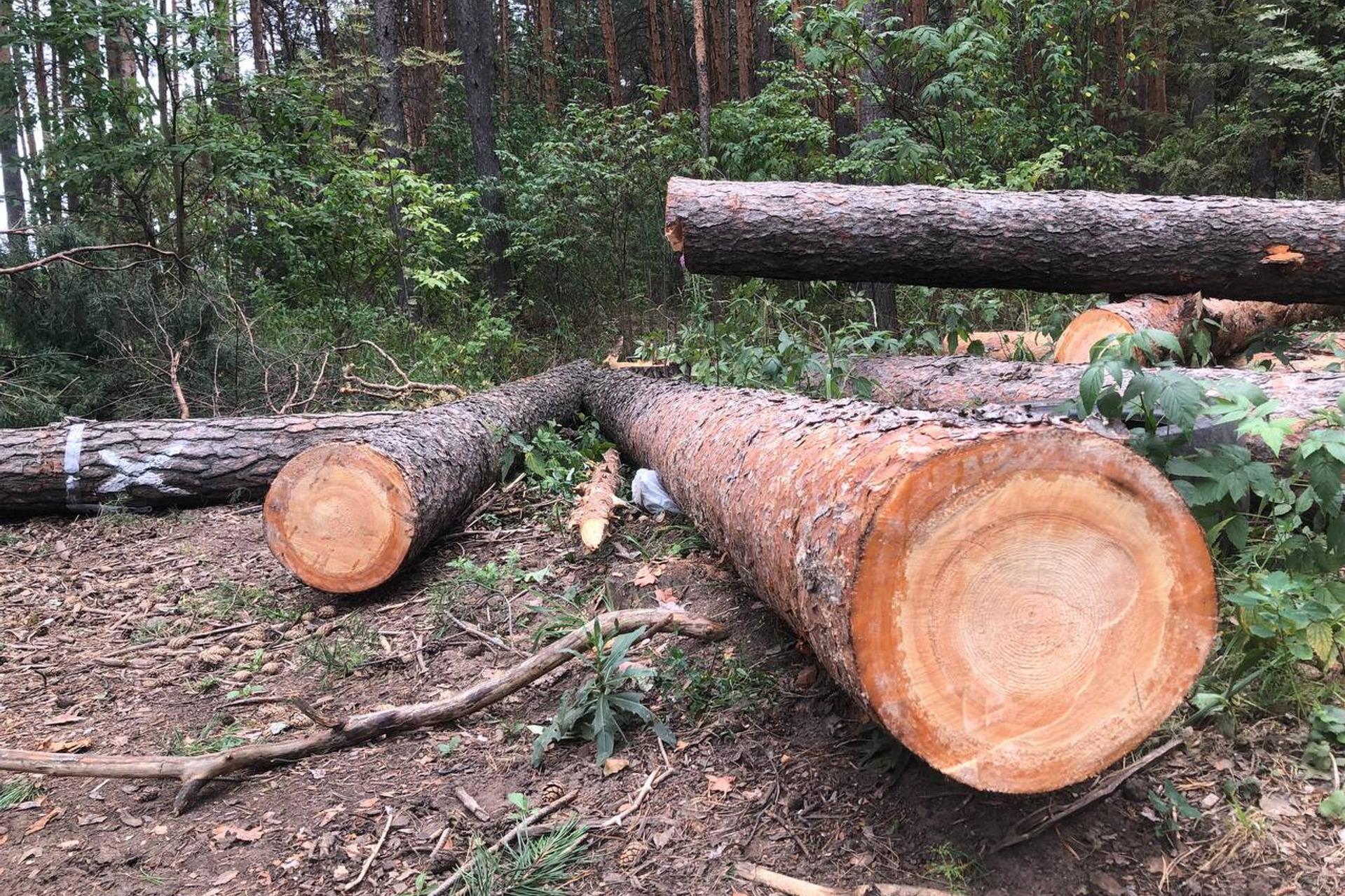 Прокуратура начала проверку из-за сноса деревьев в парке «Балатово» в  Черняевском лесу в Перми - 17 июля 2023 - 59.ру