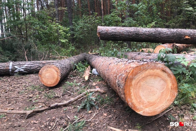 В карельском лесу скрытая камера сняла прогулку медвежьего семейства