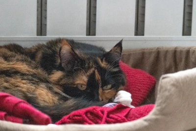 Heating Returns to Central St. Petersburg Ahead of Schedule