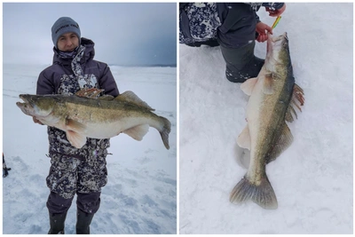 Новосибирский рыбак поймал рекордного судака