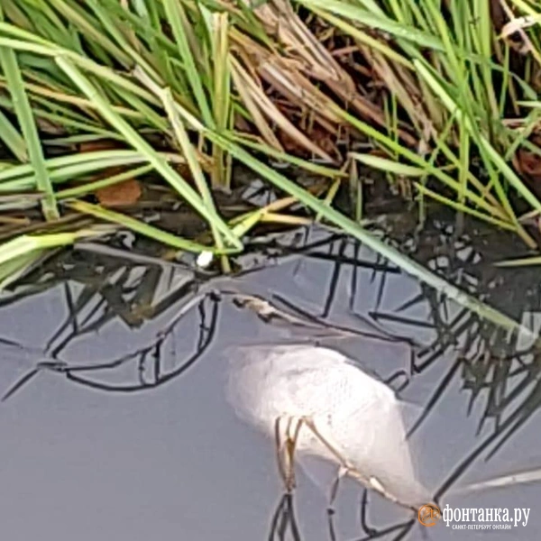 Источник: читатель «Фонтанки» Андрей