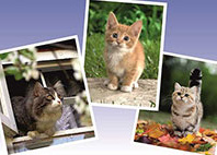 Полторы тысячи кошек претендуют на звание «Главная кошка Челябинска»