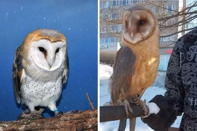 «Молодые люди слукавили»: эксперты о фото с совами