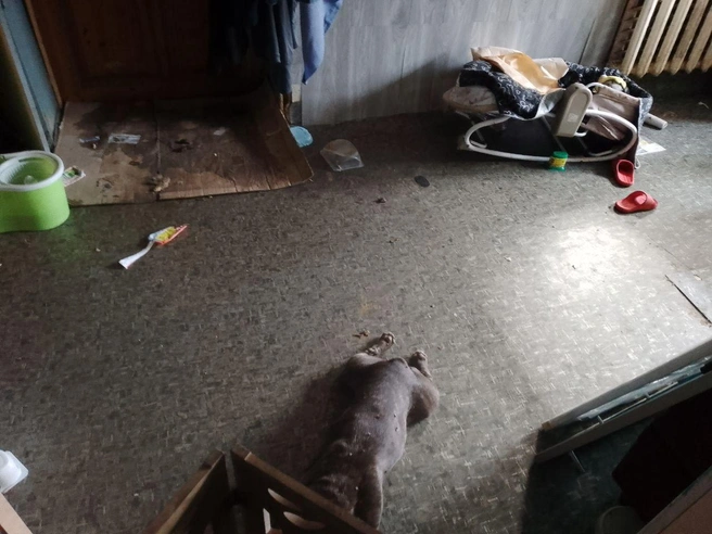 В семье опекунов содержится множество животных, и, по словам тюменок, детей заставляют убирать за ними. | Источник: читатель 72.RU
