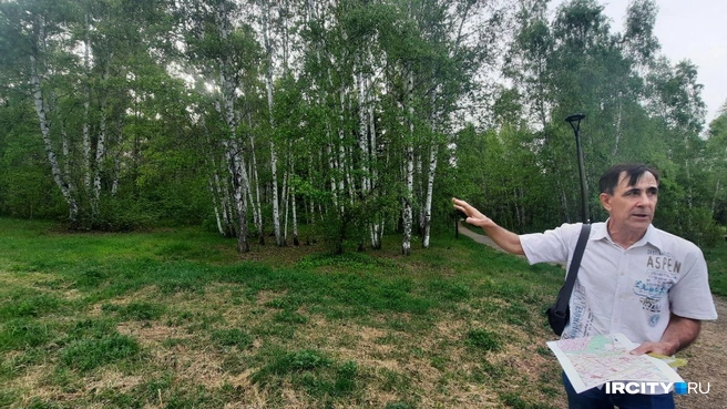 Эти деревья, по словам Петра Мехоношина, планируют вырубить | Источник: Виктор Лучкин / «ИрСити»