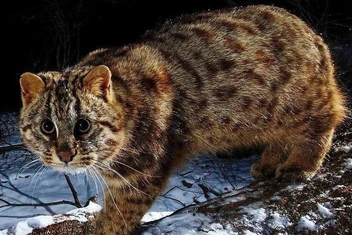 Какая вы дикая кошка: лесная амурская, песчаная или манул?