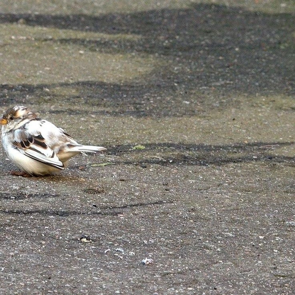 Источник: Павел Глазков / «Каждой твари по паре»