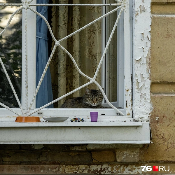 У некоторых жильцов есть домашние питомцы | Источник: Александр Куренной / 76.RU