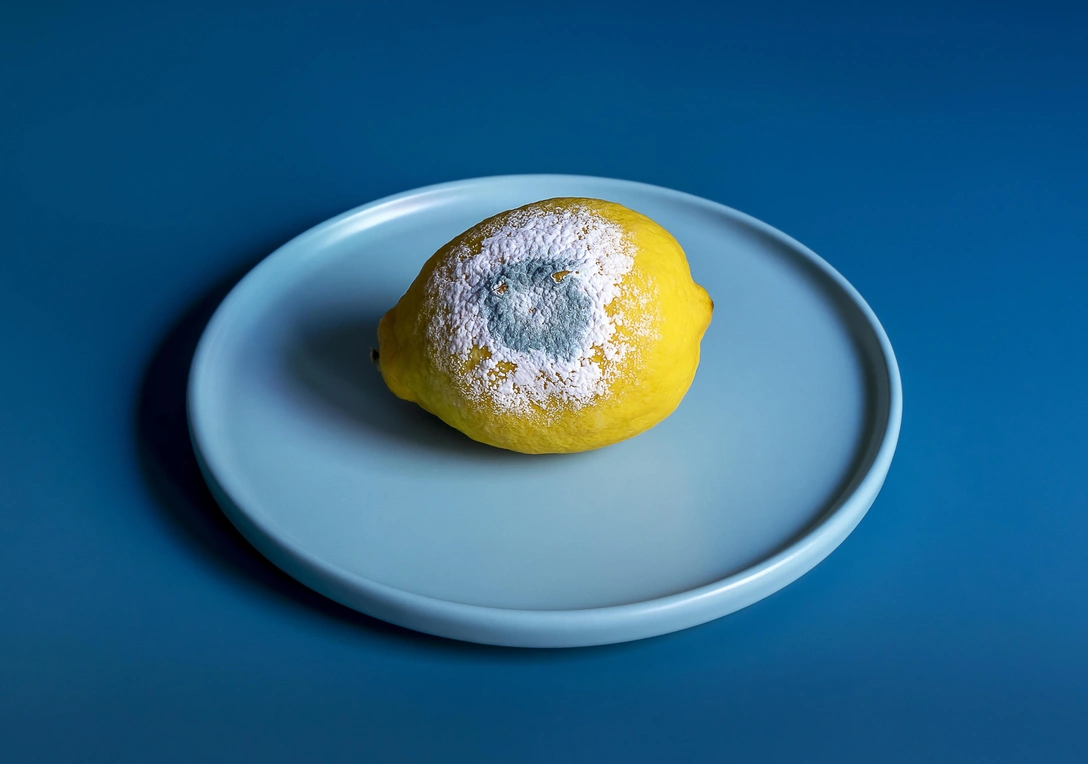 Вопросы читателей: что будет, если случайно съесть плесень | Источник: Legion Media